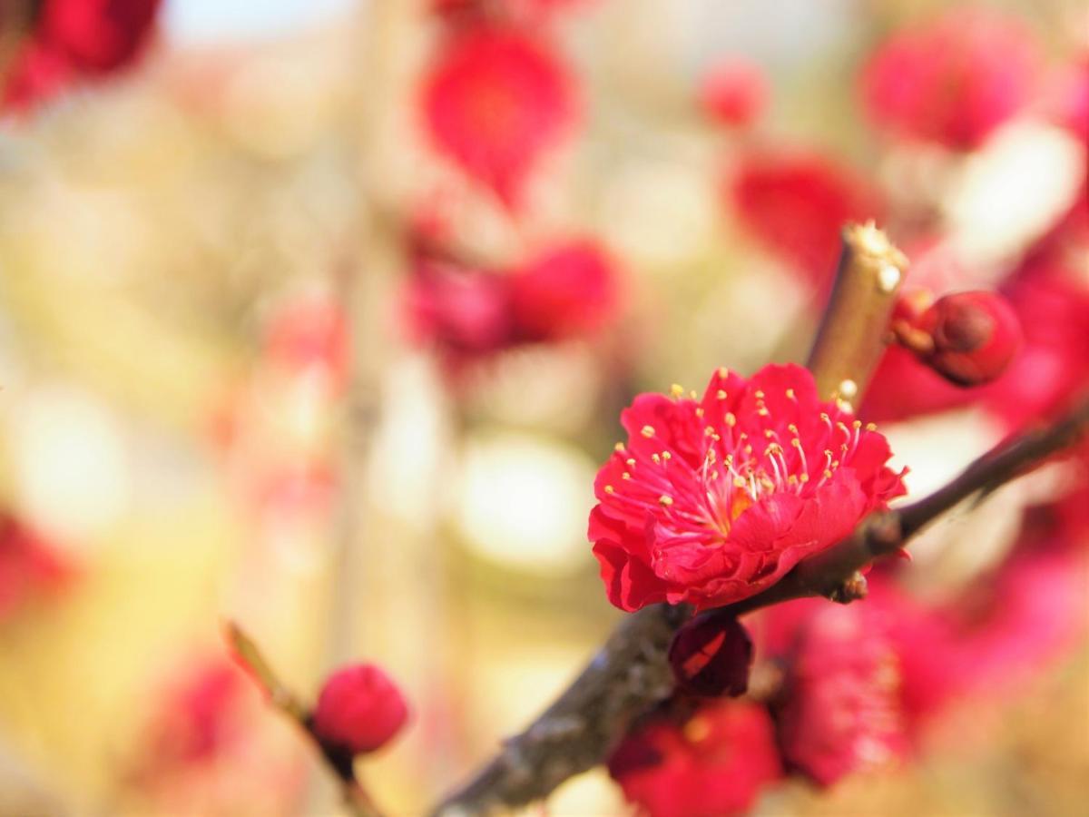 Stay Sakura Kyoto Gion Miyagawacho Екстер'єр фото